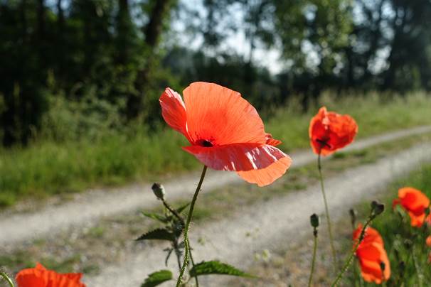 Marathonwanderung Bild 1