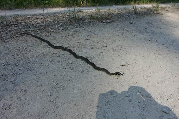 Marathonwanderung Bild 3